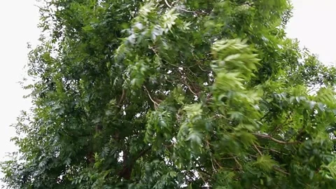 Wind flowing through green leaves of a tree. Stock Footage 296710270