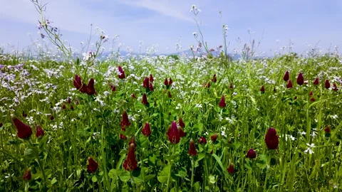 Wind Flowing Through Tiny Wildflowers | Serene Japanese Meadow Footage Stock Footage 336734872