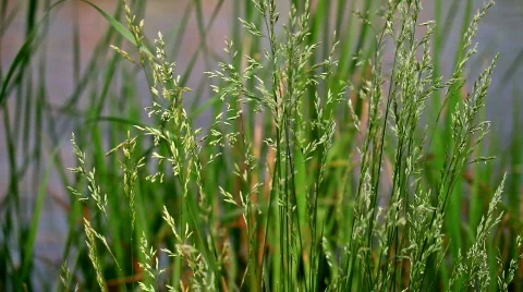 Wind flows grass Video stock 757782