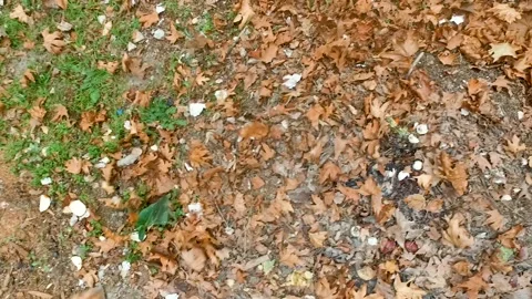 Wind Flows Over Dry Leaves on Ground Stock Footage 145684369