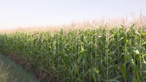 The wind flutters the corn stalks on the field against the blue sky. Stock Footage 155274420