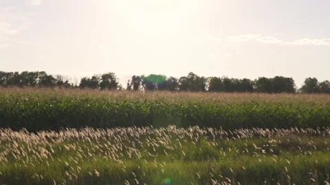 The wind flutters the corn stalks on the field against the blue sky.Scenery. Stock Footage 155274498