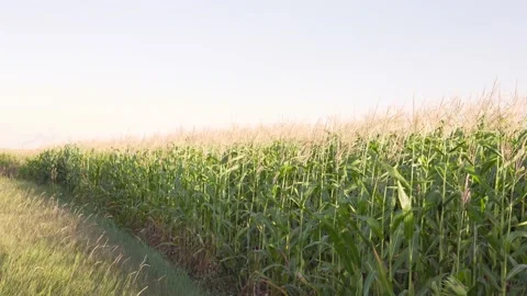 The wind flutters the corn stalks on the field against the blue sky.4k Stock-Footage 155867079