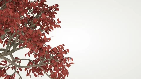 The wind flutters the red foliage on the branch of an old tree on the left white Stock Footage 151305445