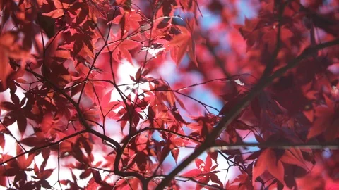 Wind flutters the vibrant Red Leaves of a Maple Tree in Fall Stock Footage 89144280
