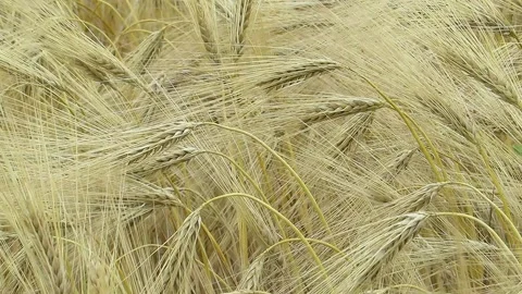 The wind flutters the yellow spikelets of barley close-up many spikelets Video stock 156682870
