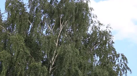 Wind in foliage Stock Footage 67183097