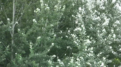 Wind Video stock 487185