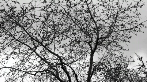 Wind. Stock Footage 622526