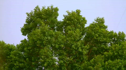  wind Stock Footage 723547