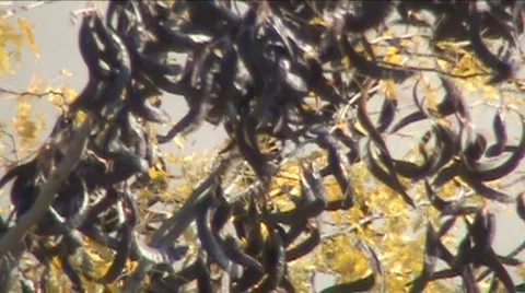 Wind Stock Footage 911881