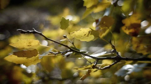 Wind. Stock Footage 948270