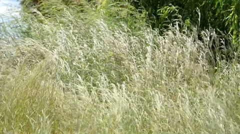 Wind Video stock 7491479