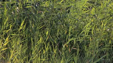 Wind Stock-Footage 11968589