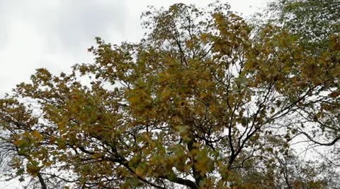 Wind Stock Footage 12306497