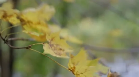 Wind Stock Footage 12306782