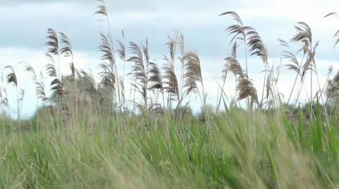 Wind Stock Footage 24377167