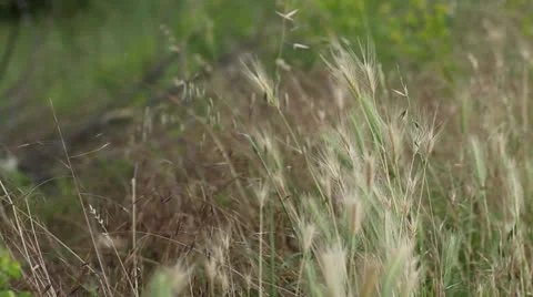 Wind 스톡 동영상 24377495