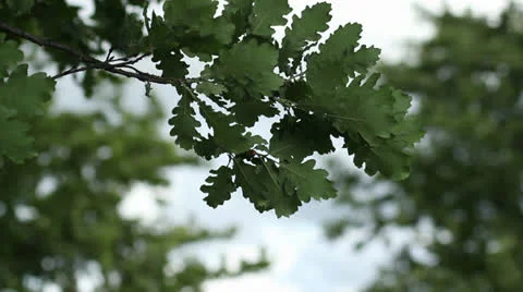 Wind Stock Footage 24383098