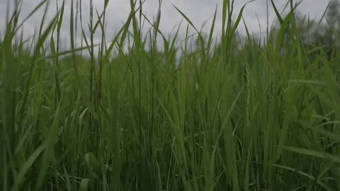 Wind 스톡 동영상 77410246