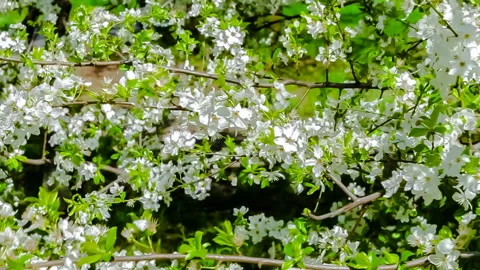 Wind Stock Footage 90096541