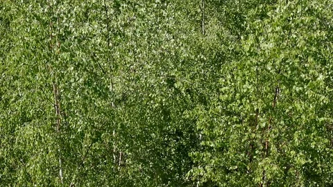 Wind Stock Footage 108648976