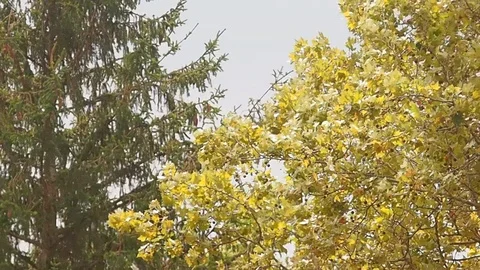 Wind Stock Footage 115181868