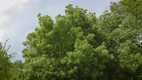 Wind Stock Footage 133135957