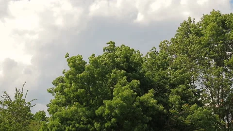 Wind Stock Footage 133136042