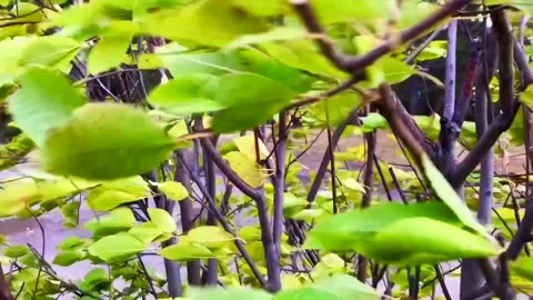 Wind Stock Footage 162614467