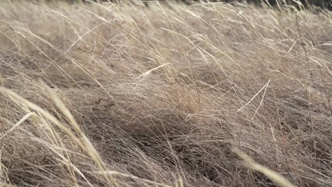 Wind Stock Footage 174593658