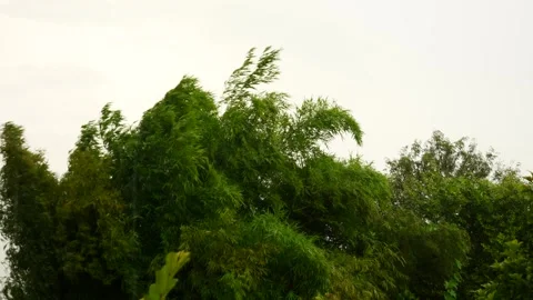 Wind Video stock 252932978