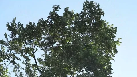 Wind Stock Footage 338027071