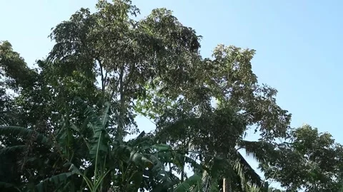 Wind Video stock 338027125