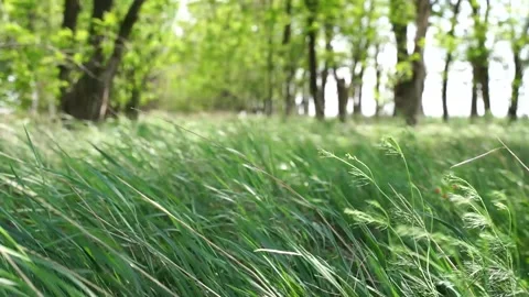 The wind in the forest belt tilts the ears Stock Footage 131000724