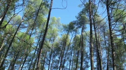 Wind in the forest Video stock 47848878