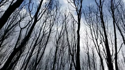 Wind in the forest Stock Footage 74171957