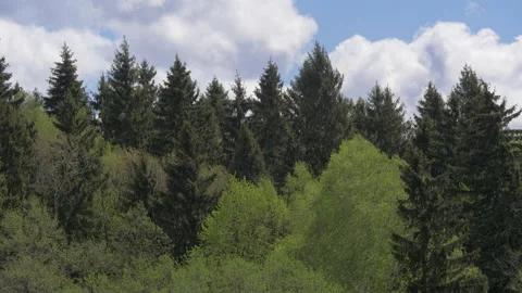 Wind in the forest. Stock Footage 131125993