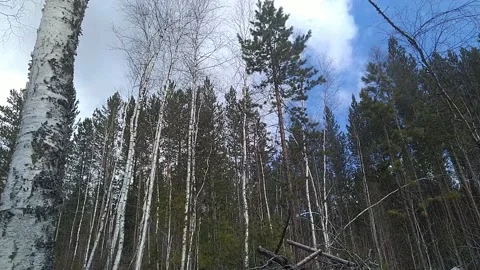 Wind in the forest Stock Footage 153647062