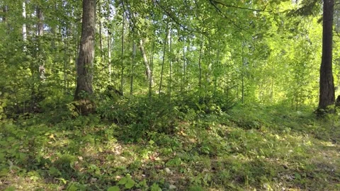 Wind in the forest 動画素材 159726247