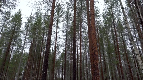 Wind in the forest. Stock Footage 194049909
