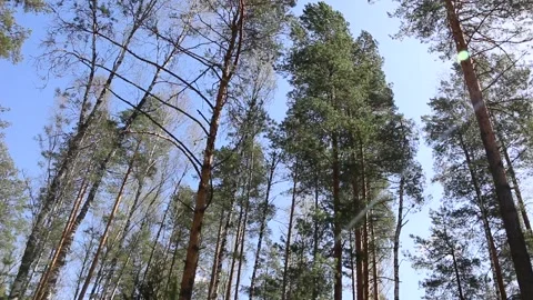 Wind in the forest Video stock 195976893