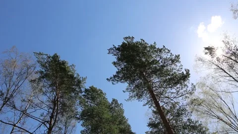 The wind in the forest Video stock 195977026