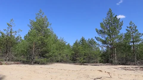 The wind in the forest Video stock 195993162