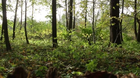 Wind in the forest Stock Footage 314427481