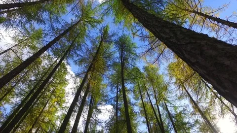 Wind in a forest, strong wind moves a trees Stock-Footage 81770881