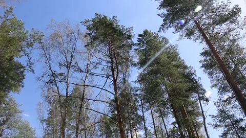 The wind in forest sways the crowns of trees and moves leaves on branches. Video stock 195976861