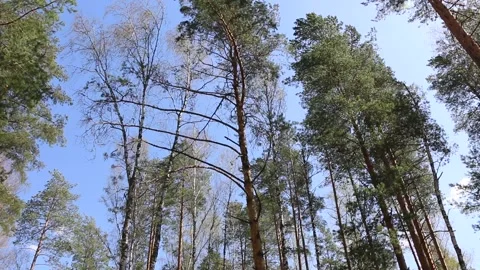 Wind in the forest sways the crowns of trees Video stock 195976889