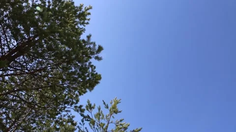 Wind in forest sways crowns of trees and moves the leaves on the branches. Video stock 195993182