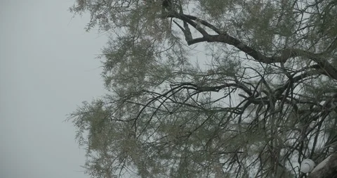 Wind Forest Trees Tree Video stock 128757184